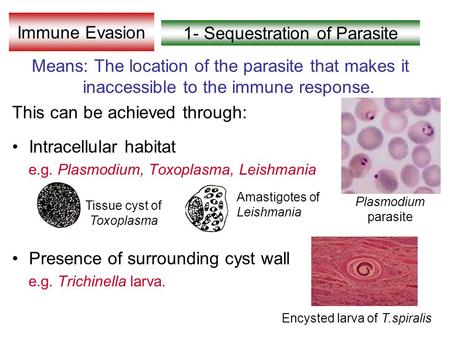1- Sequestration of Parasite