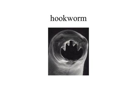 Hookworm.