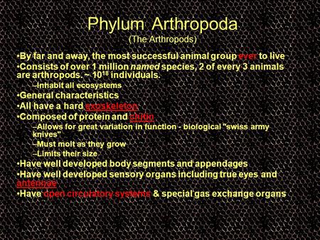 Phylum Arthropoda (The Arthropods) By far and away, the most successful animal group ever to live Consists of over 1 million named species, 2 of every.
