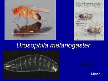 Drosophila melanogaster 2.5mm Movie. The Life Cycle 1-2 weeks 36hr 60 hr 12 hr.