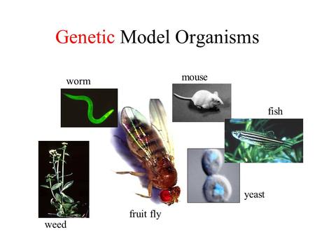 Genetic Model Organisms worm mouse fish yeast fruit fly weed.