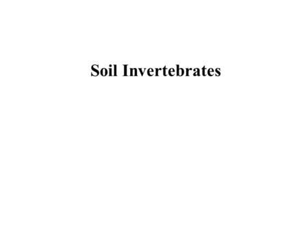 Soil Invertebrates. Protura 0.5 – 1.5 mm ca. 500 species worldwide no eyes or antenna feed on organic matter and fungal spores inhabit moist soils and.