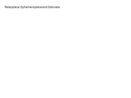 Paleoptera: Ephemeroptera and Odonata. III. Insect Classification Ectognatha Entognatha Pterygota Neoptera Endopterygota (complete metamorphosis) Poly-