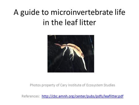 A guide to microinvertebrate life in the leaf litter