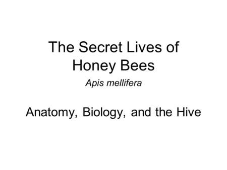 The Secret Lives of Honey Bees Apis mellifera Anatomy, Biology, and the Hive.