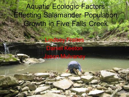 Aquatic Ecologic Factors Effecting Salamander Population Growth in Five Falls Creek Lindsey Fraites Daniel Keeton Jason Mulvaney.