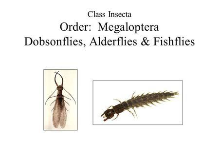 Class Insecta Order: Megaloptera Dobsonflies, Alderflies & Fishflies.