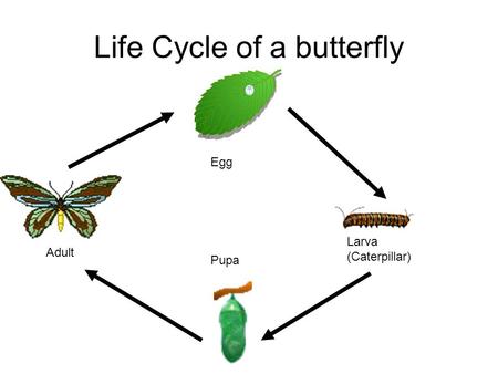 Life Cycle of a butterfly Egg Larva (Caterpillar) Pupa Adult.