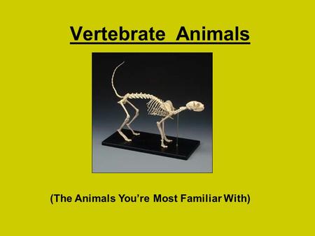 Vertebrate Animals (The Animals You’re Most Familiar With)