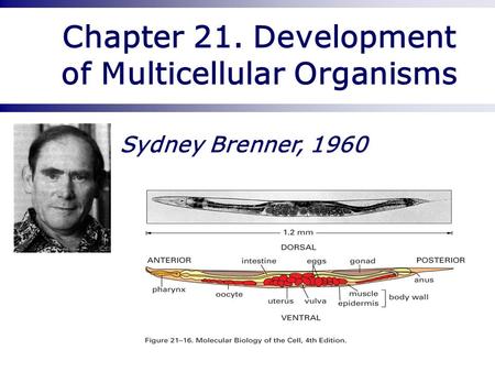 Chapter 21. Development of Multicellular Organisms