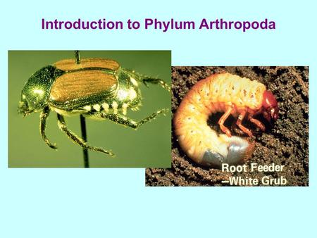Introduction to Phylum Arthropoda. Segmented body. Paired segmented appendages. Bilateral symmetry. Chitinous exoskeleton. Tubular alimentary canal with.