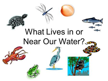 What Lives in or Near Our Water?