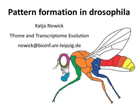 Pattern formation in drosophila Katja Nowick TFome and Transcriptome Evolution