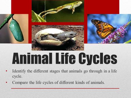 Animal Life Cycles Identify the different stages that animals go through in a life cycle. Compare the life cycles of different kinds of animals.