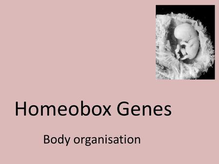 Homeobox Genes Body organisation.