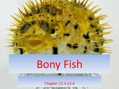 Bony Fish Chapter 12.3-12.4. Bony Fish Phylum Cordata – Class Osteichthyes About 95% of all the fish on Earth belong to this Class. Bony fish are vertebrates.