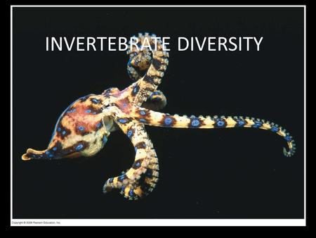 INVERTEBRATE DIVERSITY. Animal diversity is very intense! Blue-ringed octopus – one of the deadliest animals in the ocean. Lives in shallow reefs and.