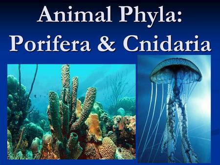 Animal Phyla: Porifera & Cnidaria