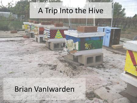 A Trip Into the Hive Brian VanIwarden. Parts of the Hive On average there are about 50k bees in a hive during the summer Honey Super Frame w/ wax foundation.