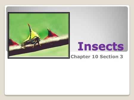 Insects Chapter 10 Section 3. Body Structure three sixone one or two Arthropods with three body sections, six legs, one pair of antennae, and usually.
