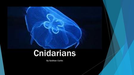 Cnidarians By Siobhan Curtis. What is a Cnidarian?  Greek from the word “Knide” meaning “Nettle” because they can sting.  10,000 Different species found.