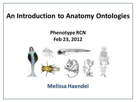 An Introduction to Anatomy Ontologies Phenotype RCN Feb 23, 2012 Melissa Haendel.