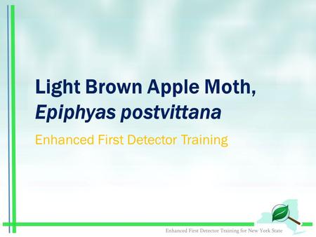 Light Brown Apple Moth, Epiphyas postvittana Enhanced First Detector Training.