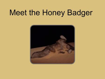 Meet the Honey Badger. 2 2 1 1 3 3 5 5 4 4 8 8 6 6 10 9 9 11 7 7 Enough Already Choose an option below to learn everything you ever wanted to know about.