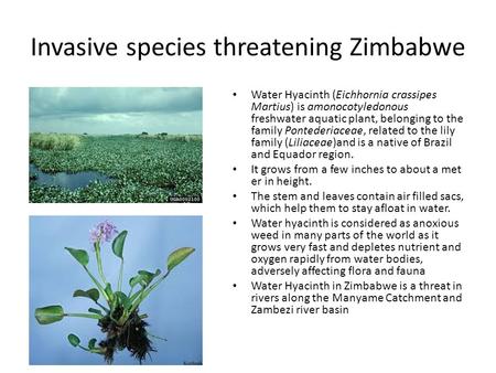 Invasive species threatening Zimbabwe Water Hyacinth (Eichhornia crassipes Martius) is amonocotyledonous freshwater aquatic plant, belonging to the family.