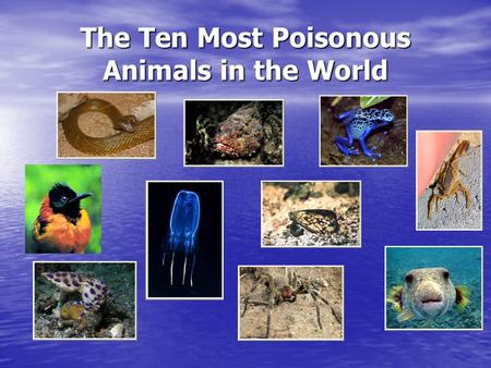 The Ten Most Poisonous Animals in the World