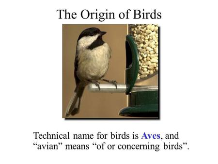 The Origin of Birds Technical name for birds is Aves, and “avian” means “of or concerning birds”.