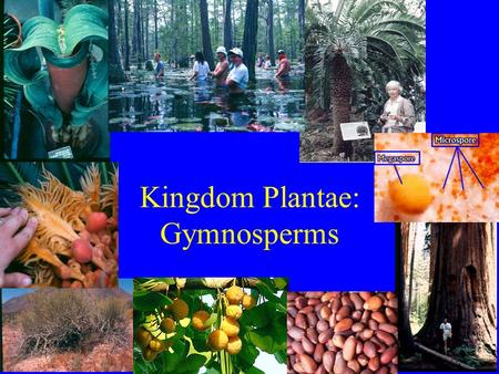 Kingdom Plantae: Gymnosperms