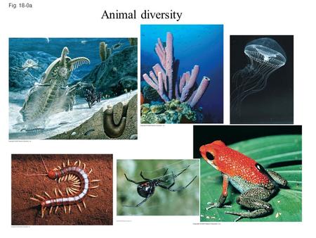 Fig. 18-0a Animal diversity.