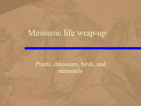 Mesozoic life wrap-up Plants, dinosaurs, birds, and mammals.