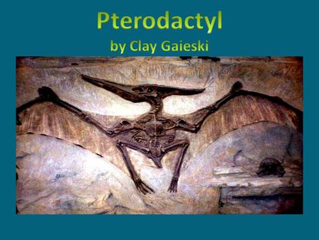 The Pterodactyl lived 251 to 65 million years ago. The Pterodactyl existed from the late Triassic to the Cretaceous periods. The first Pterodactyl fossil.