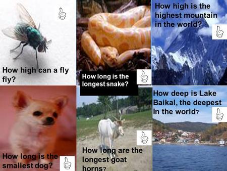 How high can a fly fly? How long is the smallest dog? How long are the longest goat horns ? How high is the highest mountain in the world? How deep is.