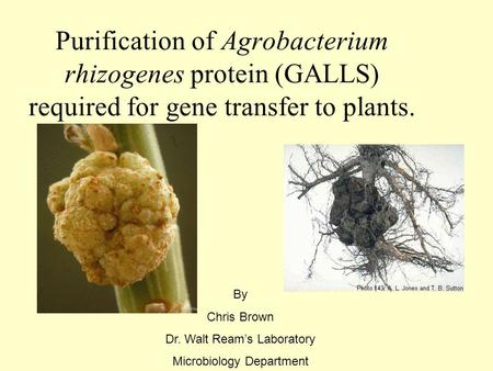 Purification of Agrobacterium rhizogenes protein (GALLS) required for gene transfer to plants. By Chris Brown Dr. Walt Ream’s Laboratory Microbiology Department.