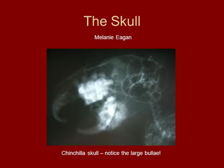 Chinchilla skull – notice the large bullae!