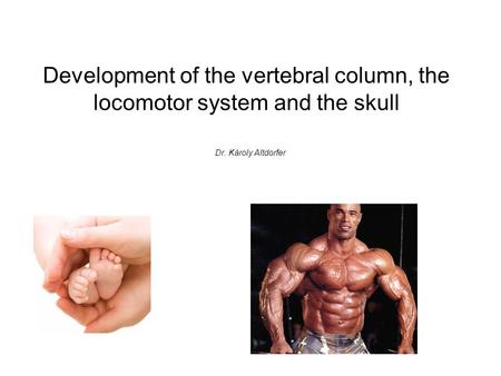 Development of the vertebral column, the locomotor system and the skull Dr. Károly Altdorfer.