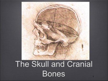11 The Skull and Cranial Bones. Terms: Prominences Tuberosity = Rounded prominence, often rough (e.g., maxillary tuberosity) Process = Prominence or extension.