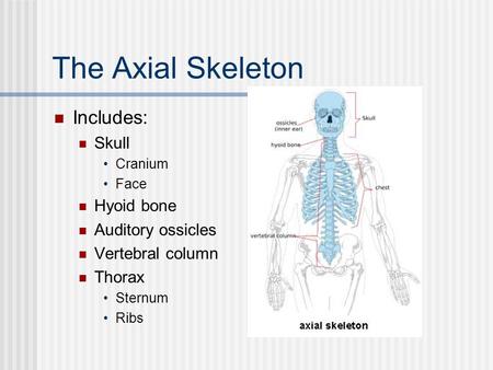The Axial Skeleton Includes: Skull Hyoid bone Auditory ossicles