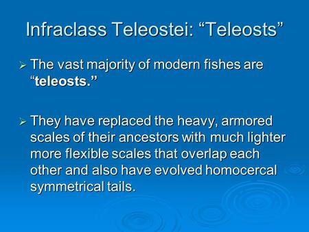 Infraclass Teleostei: “Teleosts”  The vast majority of modern fishes are “teleosts.”  They have replaced the heavy, armored scales of their ancestors.
