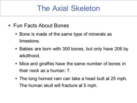 The Axial Skeleton Fun Facts About Bones