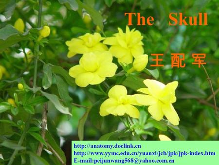 The Skull 王 配 军 http://anatomy.doclink.cn http://www.yymc.edu.cn/yuanxi/jcb/jpk/jpk-index.htm E-mail:peijunwang568@yahoo.com.cn 郧阳医学院解剖教研室.