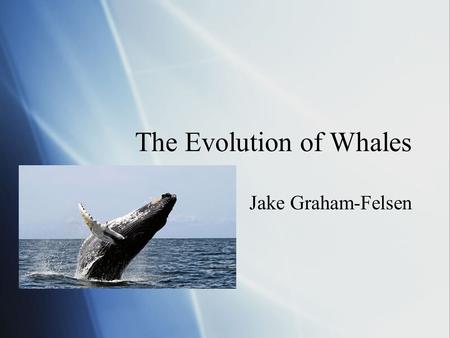 The Evolution of Whales Jake Graham-Felsen. Evidence of Evolution  The Fossil record  Anatomical and chemical similarities  Geographic distribution.