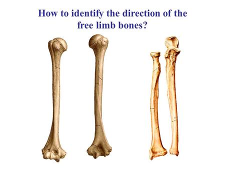 How to identify the direction of the free limb bones?