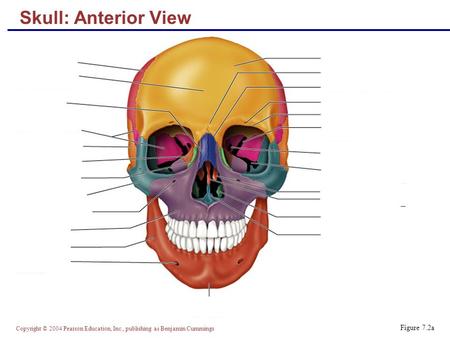 Copyright © 2004 Pearson Education, Inc., publishing as Benjamin Cummings Skull: Anterior View Figure 7.2a.