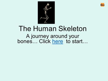 Cover The Human Skeleton A journey around your bones… Click here to start…here Esc.