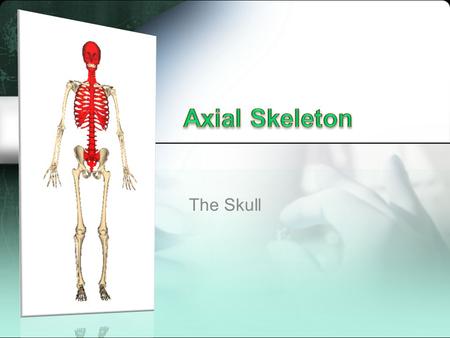 Axial Skeleton The Skull.
