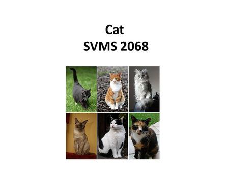 Cat SVMS 2068.